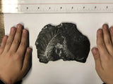 Black Plant Fossil - Medium