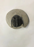 Trilobite - Small