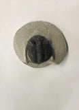 Trilobite - Small