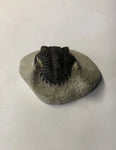 Trilobite - Small
