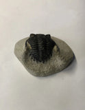 Trilobite - Small
