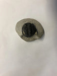 Trilobite - Small