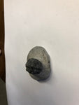 Trilobite - Small 2