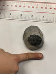 Trilobite - Small 2