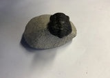 Trilobite - Small 3