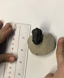 Trilobite - Small 3