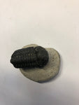 Trilobite - Medium