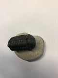 Trilobite - Medium