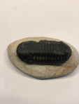 Trilobite - Medium 2