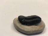 Trilobite - Medium 2