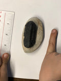 Trilobite - Medium 2