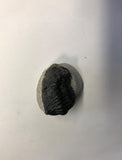 Trilobite - Large