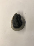 Trilobite - Large