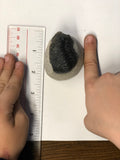 Trilobite - Large