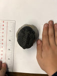 Trilobite - X Large