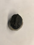 Trilobite - X Large