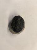 Trilobite - X Large