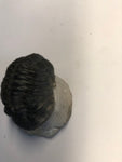 Trilobite - X Large