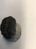 Trilobite - X Large