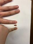 Raptor Tooth - Small