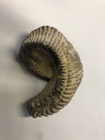 Fossilised Oyster - Medium