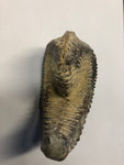 Fossilised Oyster - Medium