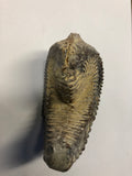 Fossilised Oyster - Medium