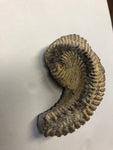 Fossilised Oyster - Medium