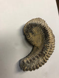 Fossilised Oyster - Medium