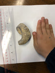 Fossilised Oyster - Medium