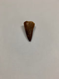Mosaur tooth - Large 2