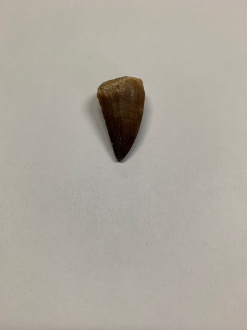 Mosaur tooth - Large 3