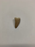 Mosaur tooth - Medium 1