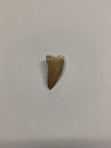Mosaur tooth - Medium 1