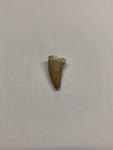 Mosaur tooth - Medium 1