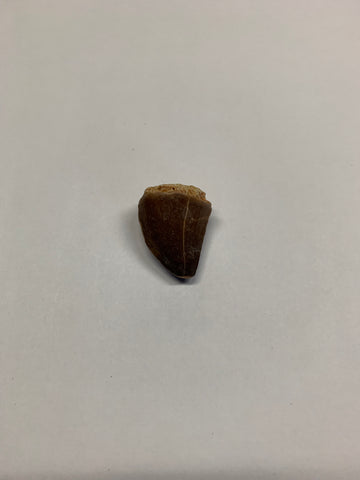 Mosaur tooth - Medium 2