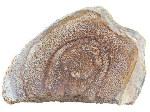 Liopleridon Bone