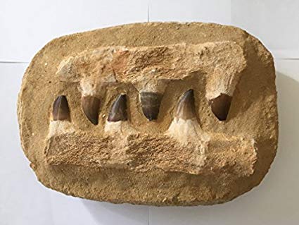 Mosasaur Jaw