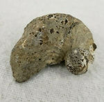 Oyster Fossil (small)