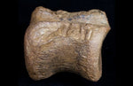 Pachycephalosaurus vertebrae