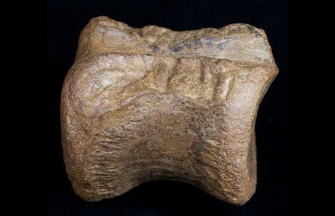 Pachycephalosaurus vertebrae