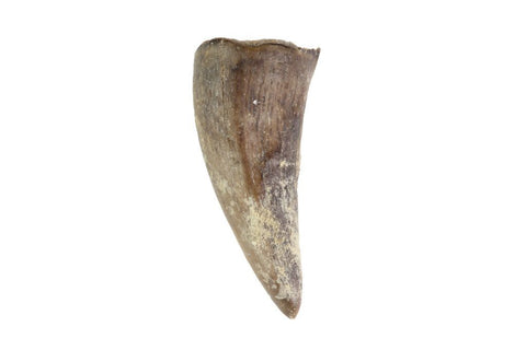 Pre-Historic Crokidile tooth