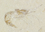 Shrimp Fossil