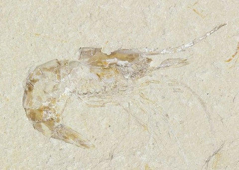 Shrimp Fossil